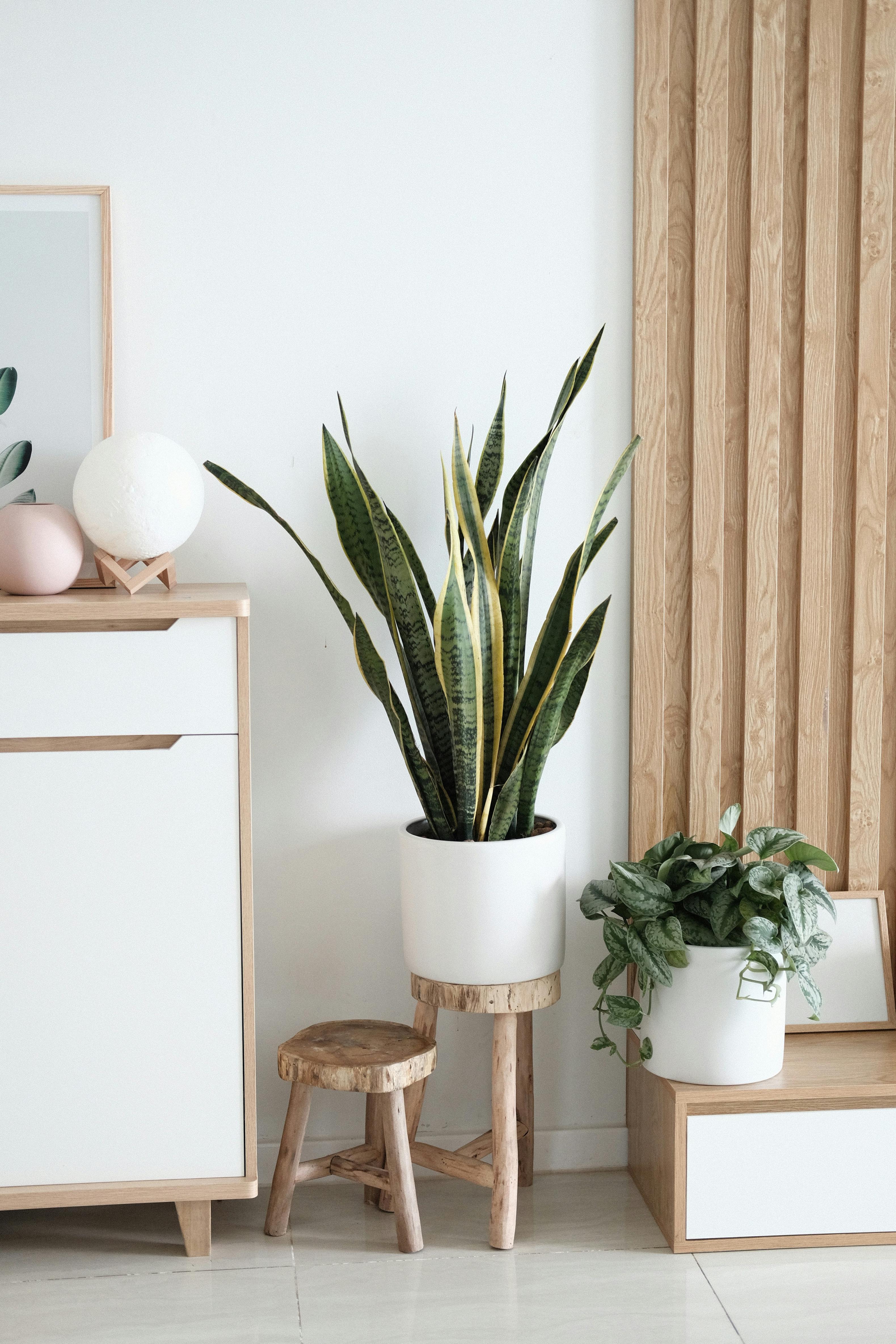 Elegant Simplicity, Nature Inspired